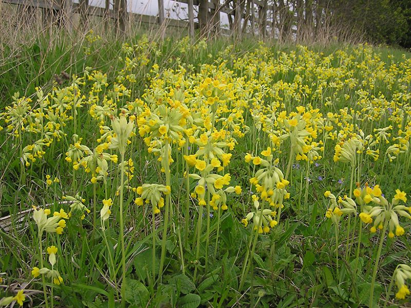 Первоцвет лечебный. Примула первоцвет весенний. Примула, первоцвет, баранчики. Первоцвет весенний (Primula veris l.). Первоцвет весенний примула баранчики.